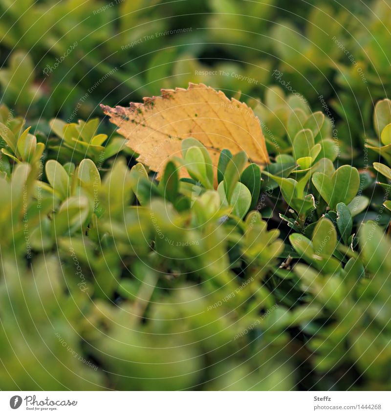 sanft gelandet auf der Hecke Herbstblatt herbstliche Impression Herbstlaub einfach Herbstgefühle Vergänglichkeit Oktober Herbstfärbung Stimmungsbild Traurigkeit