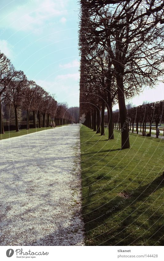 perfekt gerade ;-))) Park Baum Wege & Pfade Rasen gepflegt geschnitten gestellt Linie Teilung geteilt Sträucher Fluchtpunkt Weitwinkel unnatürlich Natur