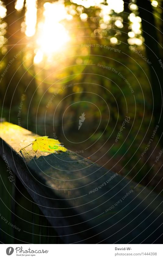 neulich im Wald Umwelt Natur Landschaft Sonne Sonnenaufgang Sonnenuntergang Sonnenlicht Herbst Klima Klimawandel Wetter Schönes Wetter Pflanze Baum Blatt