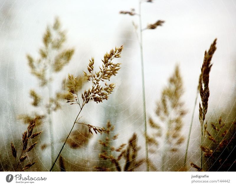 Gras Staubfäden Pollen Stengel Halm Ähren glänzend schön weich Rauschen Wiese zart beweglich sensibel federartig Weide Frieden sanft Pflanze Farbe Sommer rispe