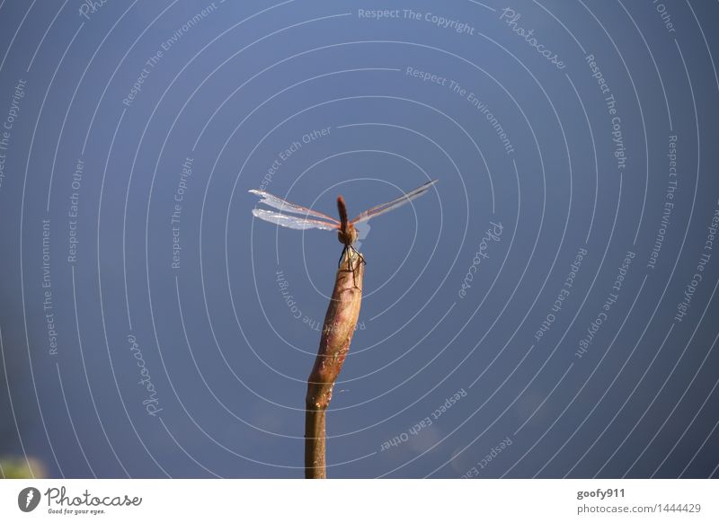 Gelandet Umwelt Natur Landschaft Wasser Pflanze Gras Grünpflanze Garten Park Teich See Tier Wildtier Flügel Libelle Libellenflügel 1 beobachten stehen