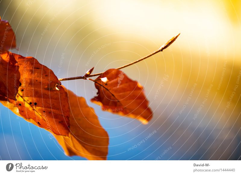 Herbstknospe Umwelt Natur Landschaft Pflanze Luft Himmel Sonne Sonnenlicht Winter Schönes Wetter Blatt Blüte Park Wald Blühend herbstlich Herbstfärbung