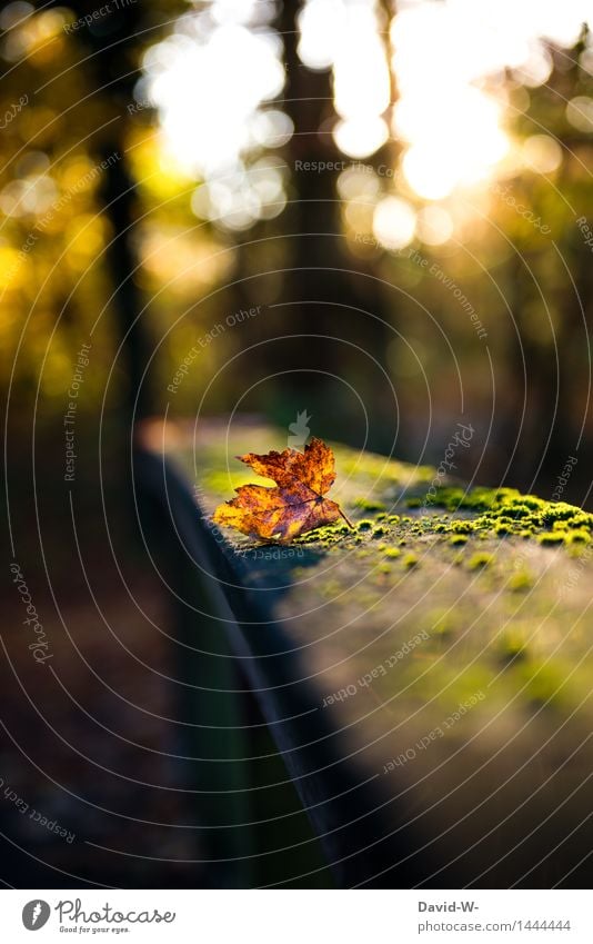 Der Herbst steht vor der Tür Umwelt Natur Landschaft Himmel Sonne Sonnenaufgang Sonnenuntergang Sonnenlicht Schönes Wetter Dürre Blatt Park Wald leuchten schön