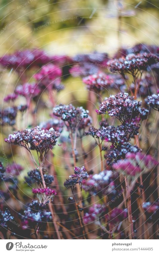 Schnee-Blumen Natur Pflanze Winter Wetter Schneefall Blüte Blütenpflanze Garten alt kalt grün violett Traurigkeit Trauer Farbfoto Außenaufnahme Nahaufnahme