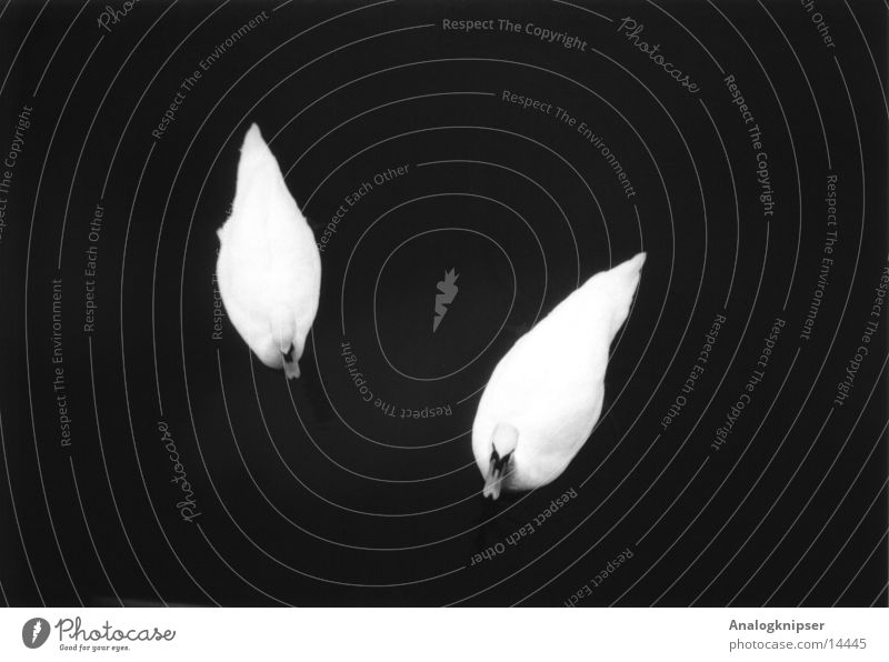 In guten, wie... Schwan Zusammensein Vogel See Teich monogamie Liebe Schwarzweißfoto Vogelgrippe Wasser Tierpaar paarweise Freisteller Vor dunklem Hintergrund