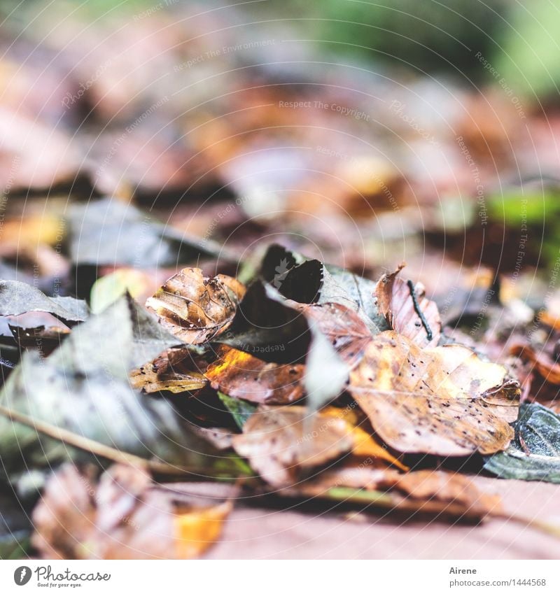 hingeblättert Herbst Blatt Herbstlaub Wald alt dreckig nass natürlich unten braun mehrfarbig grün Trauer Tod Senior Endzeitstimmung Natur Traurigkeit Verfall