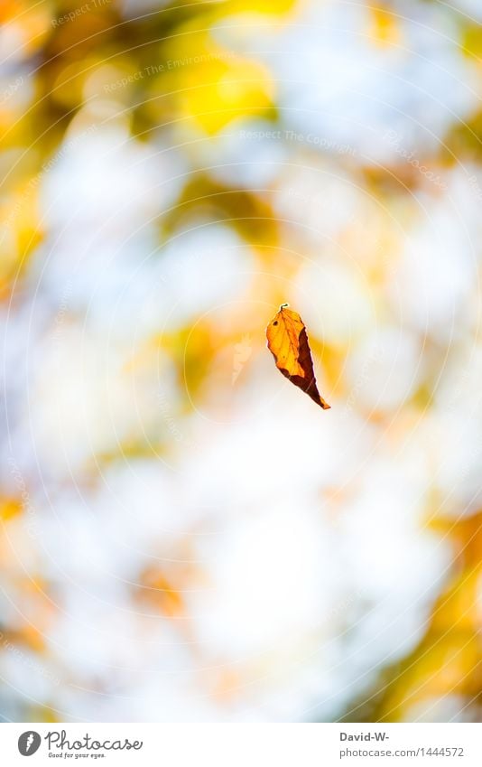 Die Tage werden kürzer Kunst Kunstwerk Umwelt Natur Landschaft Pflanze Himmel Sonne Sonnenlicht Herbst Winter Klimawandel Wetter Schönes Wetter Wind Sturm Blatt