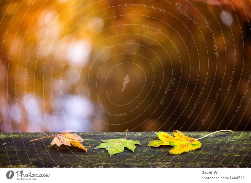 Herbstfärbung Kunst Kunstwerk Umwelt Natur Landschaft Pflanze Sonnenlicht Winter Klima Schönes Wetter Blatt Grünpflanze Park Wald liegen Ordnung herbstlich