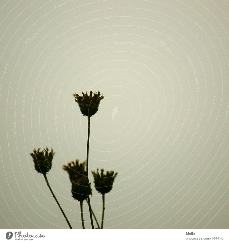 still Umwelt Natur Pflanze Herbst Blume Blüte verblüht dehydrieren natürlich trist trocken grau ruhig Vergänglichkeit vertrocknet trüb Farbfoto Gedeckte Farben