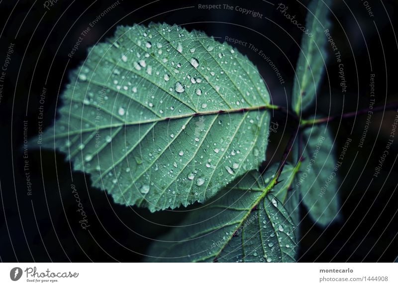 green Umwelt Natur Pflanze Wasser Wassertropfen Blatt Grünpflanze Wildpflanze dunkel dünn authentisch einfach Flüssigkeit einzigartig kalt klein nah nass