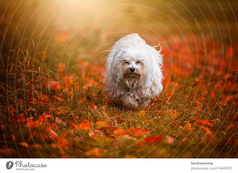 Herbstlich Natur Tier Gras Blatt langhaarig Haustier Hund klein grün weiß Bichon Bichon Havanais Havaneser Jahreszeiten Orange Säugetier Textfreiraum flare