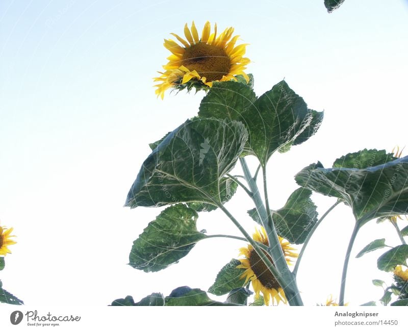 Blümchenzyklus III Blume Sonnenblume Blüte Sommer gelb grün Froschperspektive Himmel blau