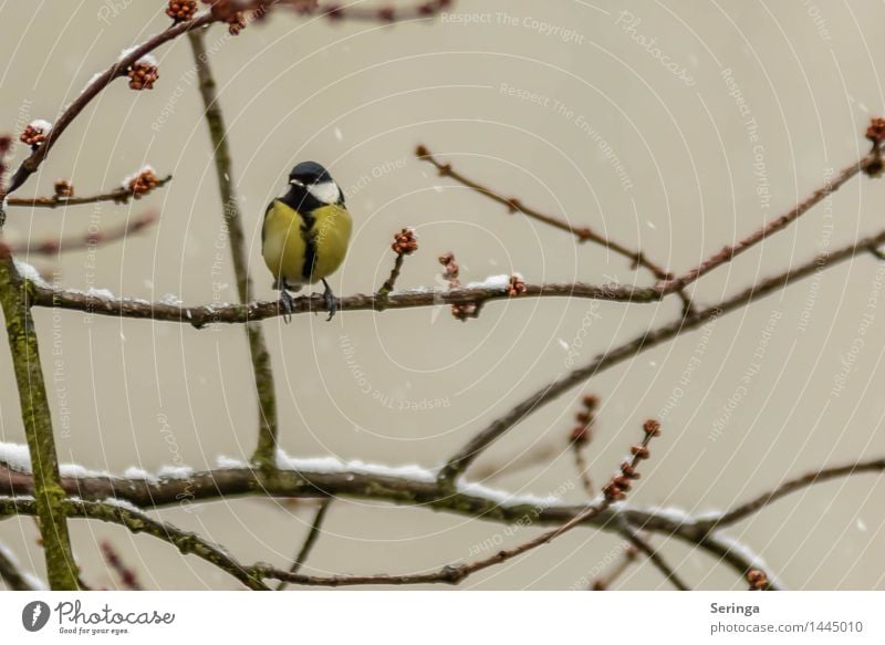 Kohlmeise Pflanze Tier Winter Baum Vogel Tiergesicht Flügel 1 fliegen Meisen Farbfoto mehrfarbig Außenaufnahme Detailaufnahme Menschenleer Textfreiraum rechts