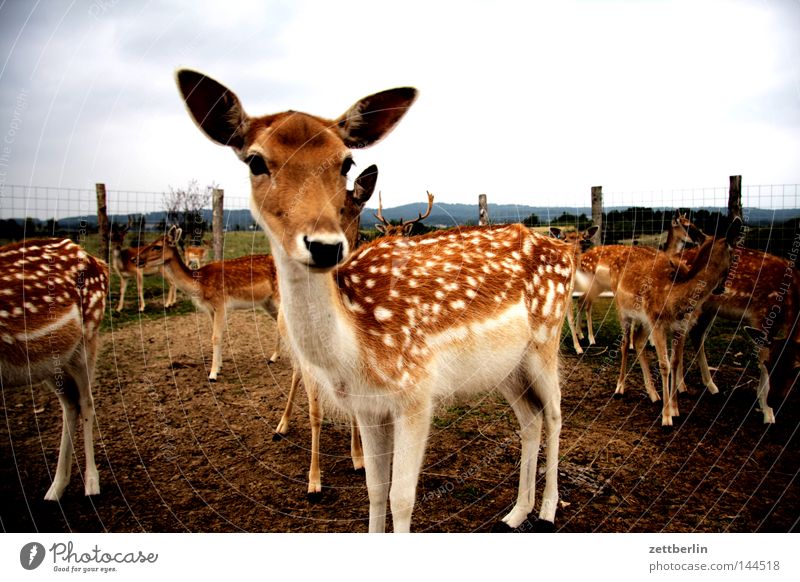 Dama dama Damwild Wildtier Wildfleisch Bambi Reh Ricke Rehkitz Hirschkalb Zaun eingezäunt gefangen Fleischfresser Tier Säugetier rehrücken rehbock Tierzucht