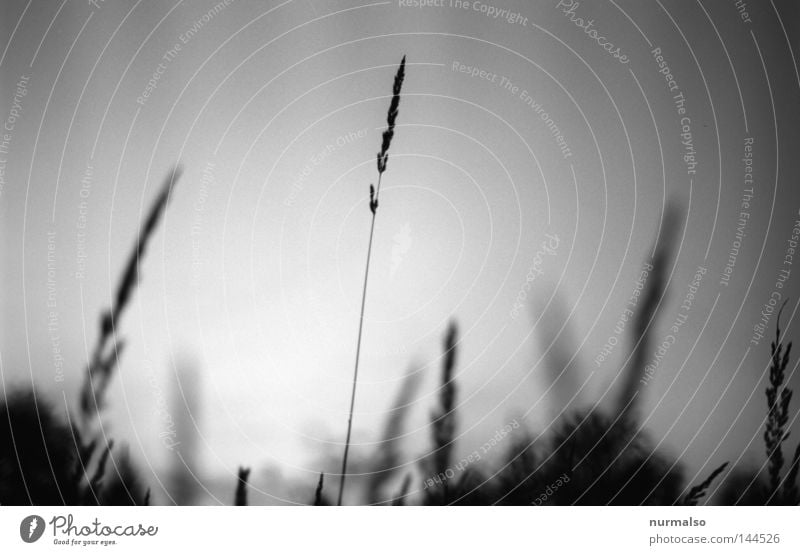 Traum in Grau III Natur analog schwarz weiß Abend Stimmung Gras Blüte Himmel grau klassisch Feld Wege & Pfade Bauernhof Hof Gelände bewachsen Urwald geschlossen