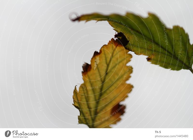 Blatt Natur Pflanze Herbst Winter Blühend verblüht ästhetisch authentisch einfach elegant natürlich braun gelb grau grün rot Gelassenheit geduldig ruhig