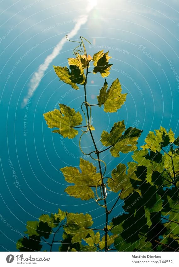 Wein Weinblatt Blatt Sommer Weinlese Stengel Sträucher Ranke Gegenlicht grün Weinbau Weinberg Weintrauben Ernte Sonne Himmel grünlich Lampe Alkohol leuchten