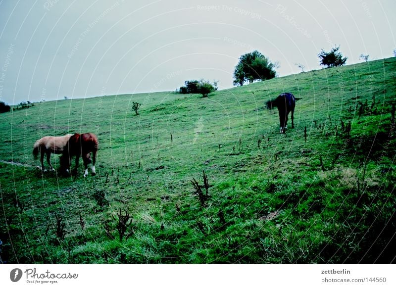 Pferde am Abend Weide Wiese Fressen Ernährung Herde Landwirtschaft Tierzucht Viehzucht Pferdezucht Baum Sträucher Dämmerung Dessert Rügen Ostsee