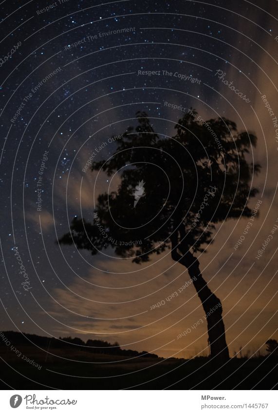 dresden bei nacht Baum Umwelt Landschaft Himmel Wolken Wald Sehenswürdigkeit Wahrzeichen Denkmal hoch Lichtschein Lichtstrahl Schlosspark Burg oder Schloss