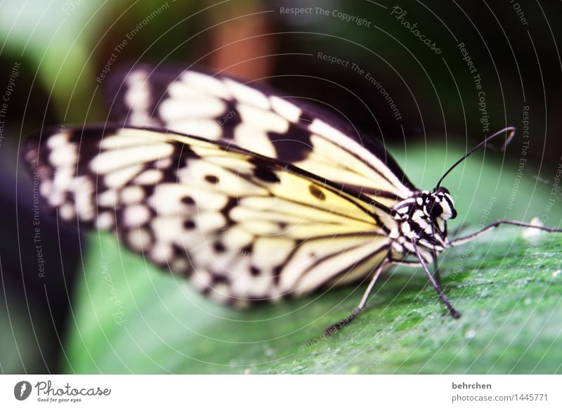 schwarz weiß Natur Pflanze Tier Baum Sträucher Blatt Garten Park Wiese Wildtier Schmetterling Tiergesicht Flügel Beine Fühler 1 beobachten Erholung fliegen