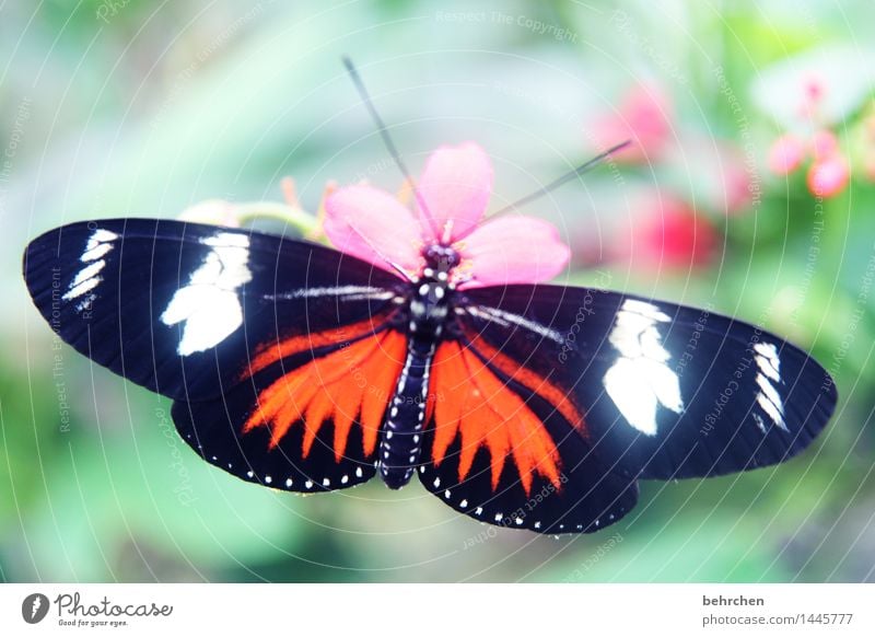 prachtvoll Natur Pflanze Tier Frühling Sommer Schönes Wetter Blume Blatt Blüte Garten Park Wiese Wildtier Schmetterling Flügel 1 beobachten Erholung fliegen