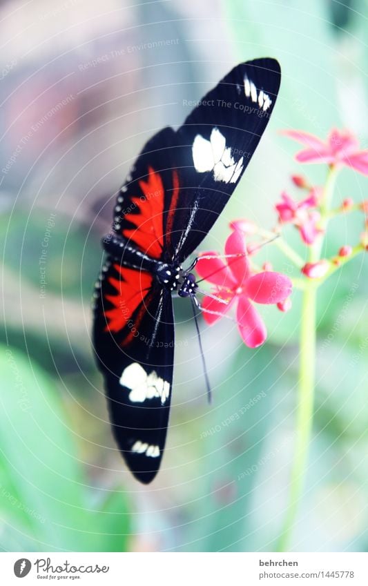 angeklebt Natur Pflanze Tier Frühling Sommer Schönes Wetter Blume Blatt Blüte Garten Park Wiese Wildtier Schmetterling Tiergesicht Flügel 1 beobachten Blühend