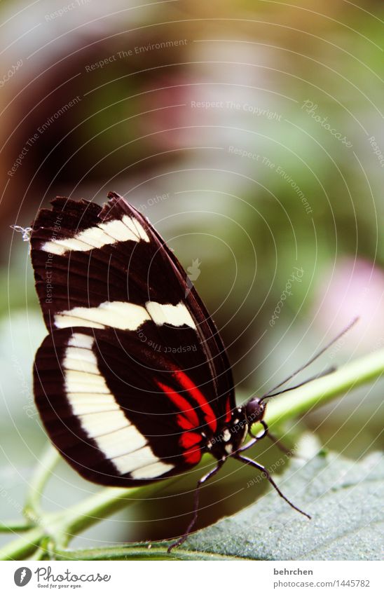 verletzt Natur Pflanze Tier Frühling Sommer Schönes Wetter Baum Sträucher Blatt Garten Park Wiese Wildtier Schmetterling Tiergesicht Flügel 1 beobachten