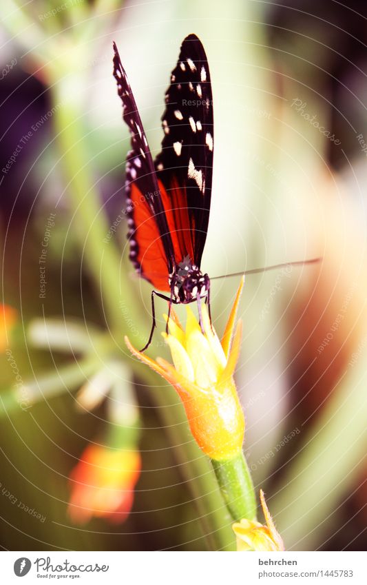 lecker schmecker Natur Pflanze Tier Blume Blatt Blüte Garten Park Wiese Wildtier Schmetterling Tiergesicht Flügel Beine Fühler 1 beobachten Blühend Duft fliegen