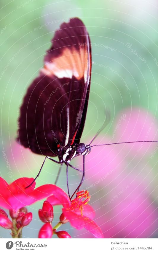 staubsauger Natur Pflanze Tier Blume Blatt Blüte Garten Park Wiese Wildtier Schmetterling Tiergesicht Flügel 1 beobachten Blühend Duft fliegen Fressen