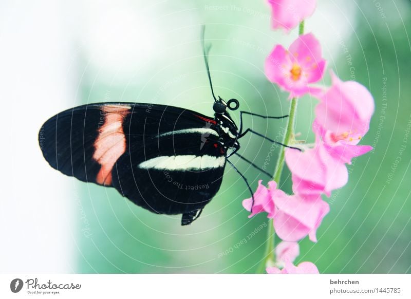 niemals aufgeben! Natur Pflanze Tier Frühling Sommer Schönes Wetter Blume Blüte Garten Park Wiese Wildtier Schmetterling Tiergesicht Flügel 1 beobachten Blühend