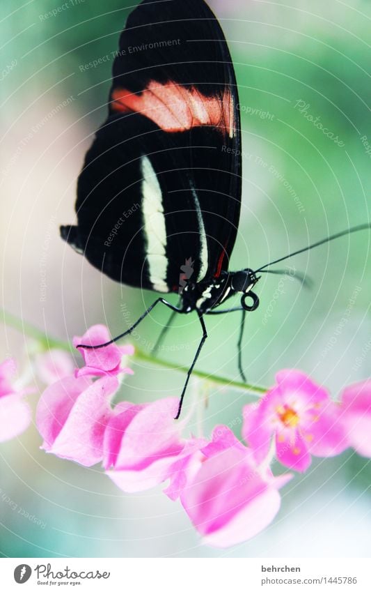 traumtänzer Natur Pflanze Tier Frühling Sommer Schönes Wetter Blume Blüte Stengel Garten Park Wiese Wildtier Schmetterling Tiergesicht Flügel Beine Fühler