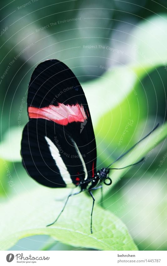 postbote Natur Pflanze Tier Frühling Sommer Baum Sträucher Blatt Garten Park Wiese Wildtier Schmetterling Tiergesicht Flügel Facettenauge Fühler Rüssel Beine 1