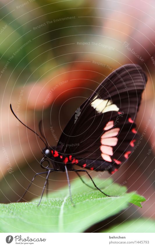 schmetterling am morgen... Natur Pflanze Tier Baum Sträucher Blatt Garten Park Wiese Wildtier Schmetterling Tiergesicht Flügel Auge Beine Fühler Rüssel 1