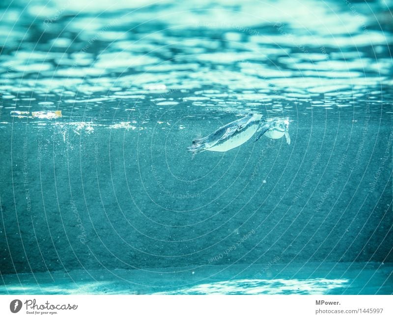 unterwasser Umwelt Natur Bucht Fjord Riff Meer Tier Aquarium 2 Schwimmen & Baden Pinguin tauchen Wasseroberfläche Beckenrand Wasserspiegelung Eiswasser