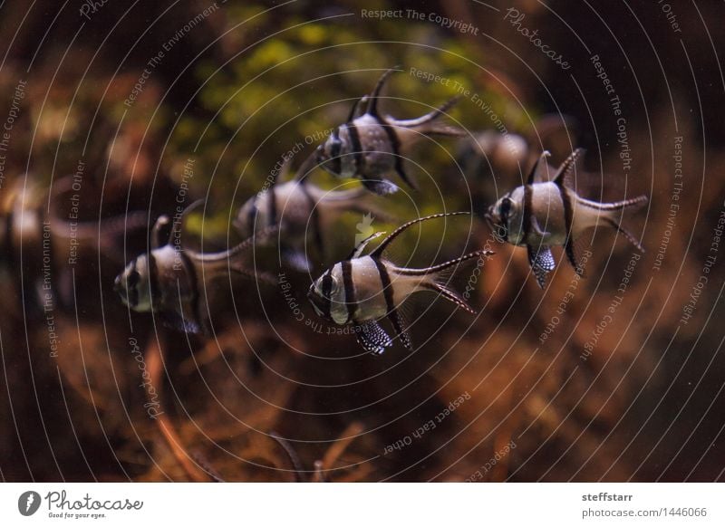 Banggai-Kardinalbarsch, Pterapogon kauderni Wassersport tauchen Tier Korallenriff Meer Haustier Wildtier Fisch Aquarium Tiergruppe blau braun grün weiß Farbfoto