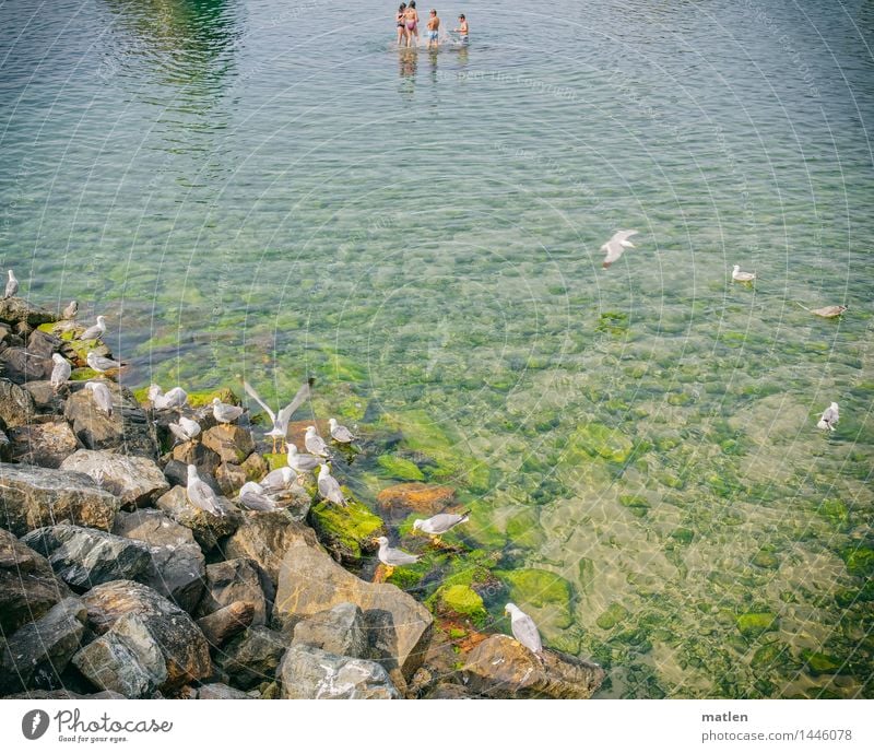 Freibad Mensch Kind 4 3-8 Jahre Kindheit Tier Wildtier Schwarm Schwimmen & Baden fliegen blau braun grün weiß Möwe steinig Farbfoto Außenaufnahme