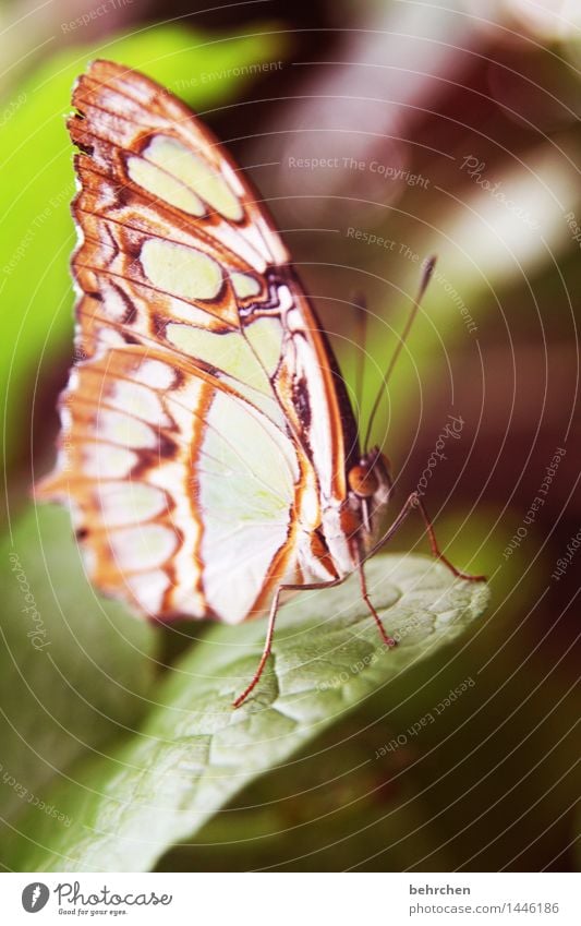 schmetterling Natur Pflanze Tier Baum Sträucher Blatt Garten Park Wiese Wildtier Schmetterling Tiergesicht Flügel Beine Fühler Facettenauge 1 beobachten