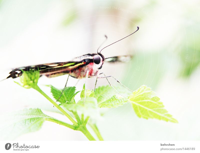 FLAUSCHIGer rücken kann auch entzücken Natur Pflanze Tier Sommer Baum Sträucher Blatt Garten Park Wiese Wildtier Schmetterling Tiergesicht Flügel Fell Beine