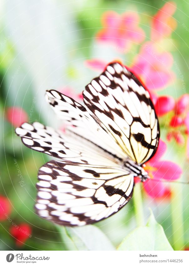 frühlingsbote Natur Pflanze Tier Frühling Sommer Blume Blatt Blüte Garten Park Wiese Wildtier Schmetterling Flügel Weiße Baumnymphe 1 beobachten Blühend Duft