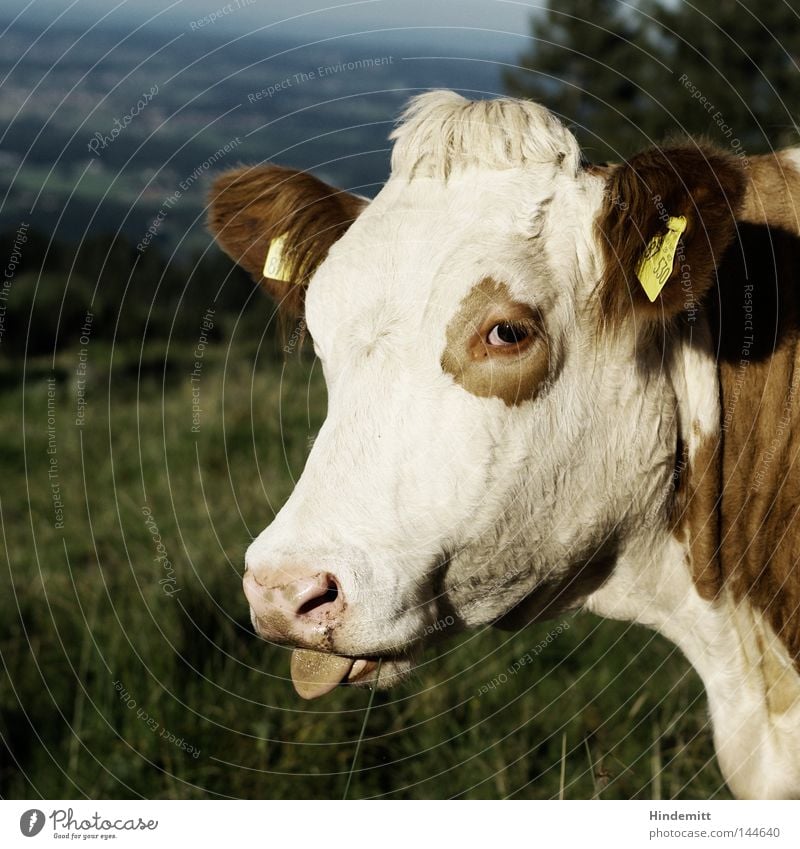 Frechheit! Kuh Rind Vieh Weide Alpen Berge u. Gebirge grün Fleckvieh Zunge Haare & Frisuren Schnauze Maul Nase rausstrecken Täuschung aufreizend frech muhen