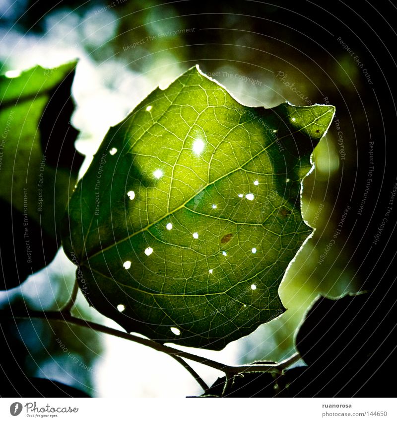 Beschädigt Blatt Natur Zweige u. Äste Park Baum Sommer pflanzlich Photosynthese grün Ast