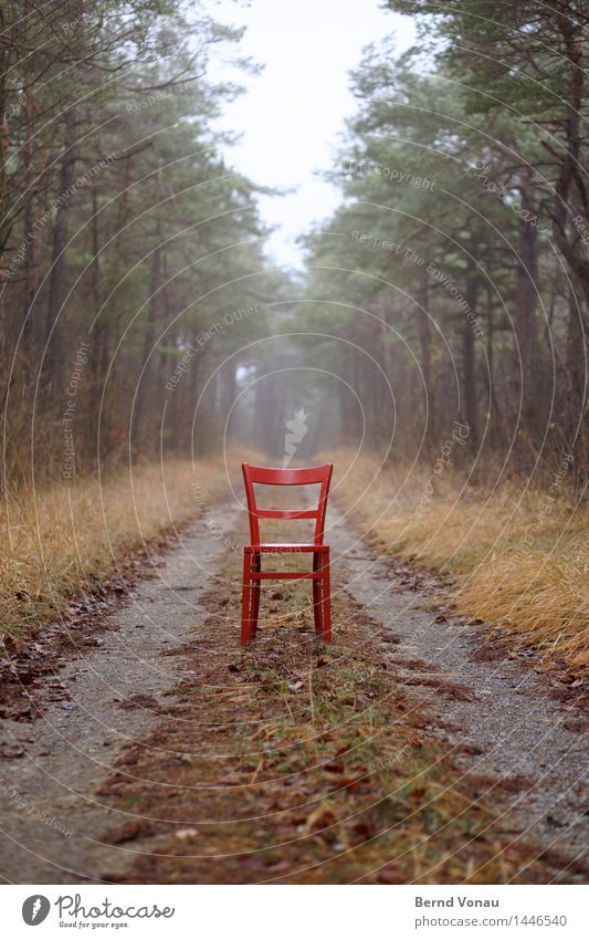 Im Weg Umwelt Natur Landschaft Pflanze Baum Gras Wald braun grau grün Gefühle Stimmung Stuhl Wege & Pfade Zukunft Pause Zeit Kiefer Fahrweg Forstwirtschaft Holz