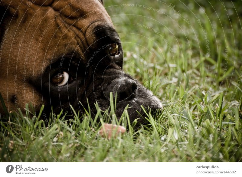 Hund Tier Natur sympathisch süß Zärtlichkeiten edel