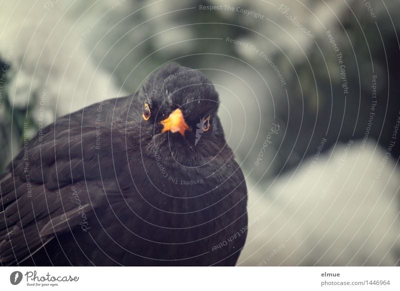 Was machst'n du da? Winter Schnee Vogel Amsel 1 Tier nah Fragezeichen Blick frech lustig Neugier schwarz Vertrauen Sympathie Tierliebe Treue Interesse