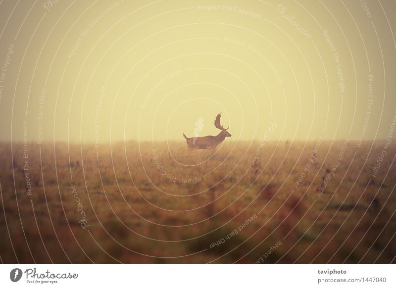 Damhirschbock im nebelhaften Morgen schön Jagd Mann Erwachsene Natur Landschaft Tier Herbst Wetter Nebel Baum Gras Wiese natürlich wild Farbe Hirsche Brachland