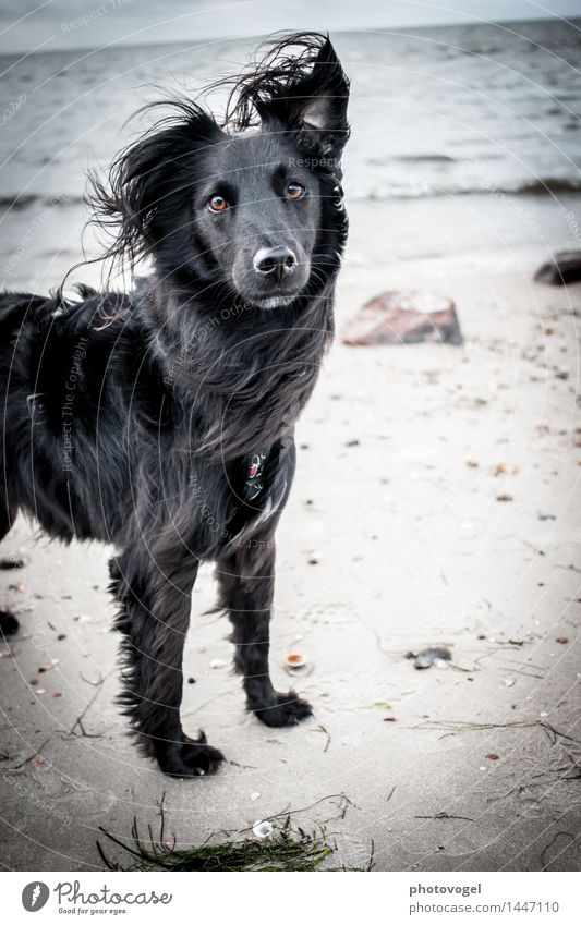 Am Meer Natur Landschaft Wasser Himmel Herbst Wind Wellen Küste Strand Nordsee Insel Tier Haustier Hund 1 genießen träumen frisch Glück maritim schwarz Kraft