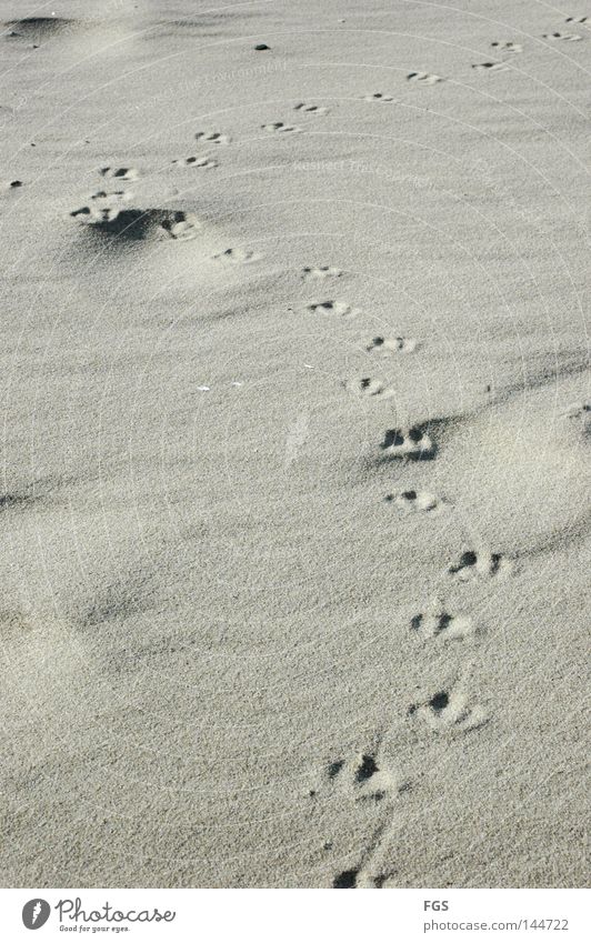 Fußstapfen Strand Möwe See Wind Futter Vogel kalt Leidenschaft Brise März Ferien & Urlaub & Reisen genießen Erde Sand Spuren Wetter Kurve Suche Klarheit