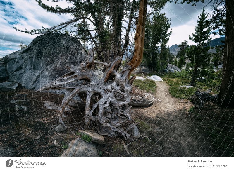 Baumwurzel Ferien & Urlaub & Reisen Ausflug Abenteuer Ferne Umwelt Natur Landschaft Urelemente Erde Sommer Klima Klimawandel Wetter Pflanze Wald Alpen