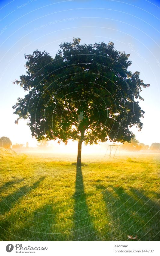 Gegenlicht Baum Licht Sonnenaufgang einzeln Wiese Herbst Himmelskörper & Weltall Silhouette hell Schatten