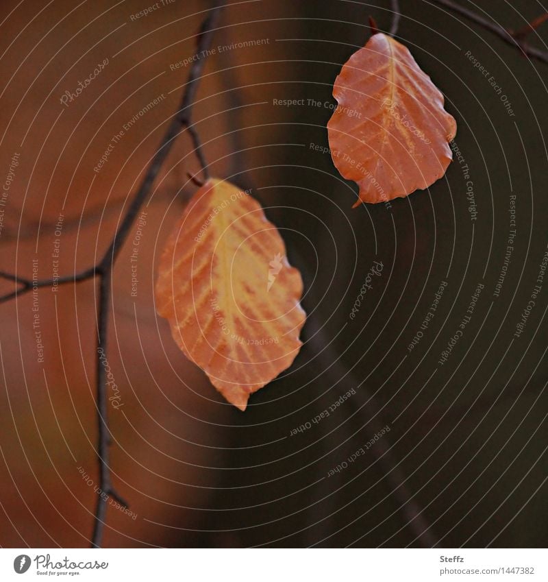 zwei Herbstblätter bleiben noch zusammenhängen zusammenhängend Zusammensein vergänglich zusammenpassen zwei zusammen Buchenblätter herbstliche Impression